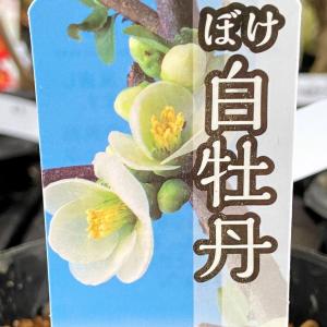 盆栽苗木 八房黒松（やつふさくろまつ） : 植物・園芸専門店 花育通販