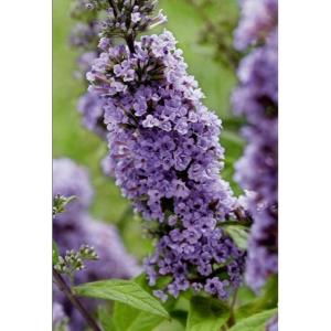 ブッドレアの商品一覧 通販 Yahoo ショッピング