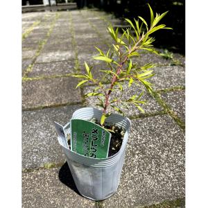 メラレウカ・レボリューションゴールドの苗木(9c...の商品画像
