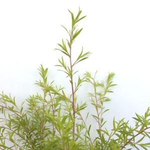 メラレウカ・レボリューションゴールドの苗木(9...の詳細画像1