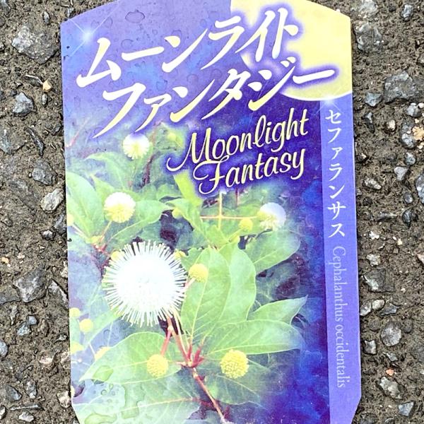 セファランサス　ムーンライトファンタジー苗木