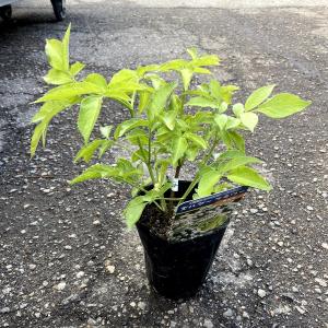 西洋ニワトコの商品一覧 通販 Yahoo ショッピング