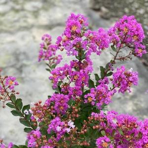 矮性サルスベリ 品種の商品一覧 通販 Yahoo ショッピング