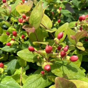 ヒペリカム 苗 苗木 植木 の商品一覧 花 ガーデニング 通販 Yahoo ショッピング