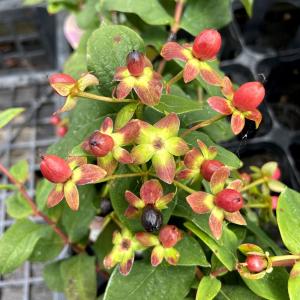 ヒペリカム 苗の商品一覧 通販 Yahoo ショッピング