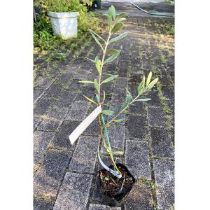 小豆島産 オリーブ苗木 半年〜3年生 小豆島産 オリーブ 苗木