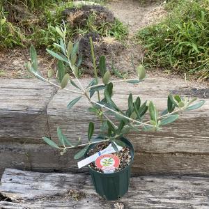 オリーブの苗木 フラントイオ 3号ポット : 植物・園芸専門店 花育通販