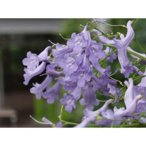 ジャカランダ 苗の商品一覧 通販 Yahoo ショッピング