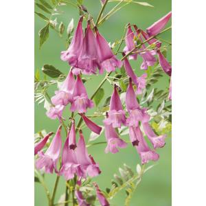 ジャカランダ 苗の商品一覧 通販 Yahoo ショッピング