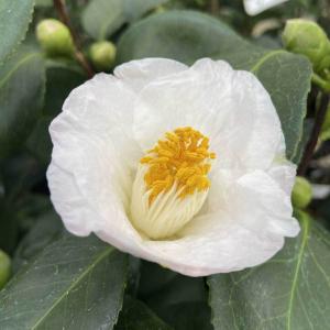 椿 ツバキの苗木 素粧 そしょう : 植物・園芸専門店 花育通販Yahoo!店