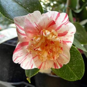 ★洋種椿★つばき　ファイアダンス 苗木 楽天市場】椿 苗 【ファイヤーダンス】 接木 白鉢植え 開花 3～5