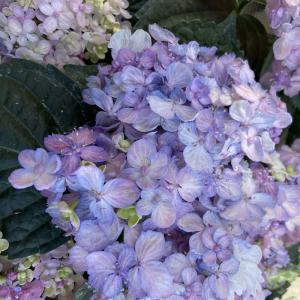 紫陽花(アジサイ)「三河千鳥(ミカワチドリ)」の苗木の詳細画像2