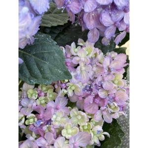 紫陽花(アジサイ)「三河千鳥(ミカワチドリ)」の苗木の詳細画像3