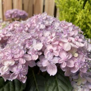 紫陽花(アジサイ)「三河千鳥(ミカワチドリ)」の苗木の詳細画像5
