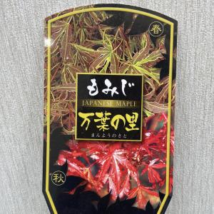 バイカウツギ イエローヒルの苗木 : 植物・園芸専門店 花育通販Yahoo