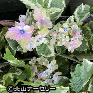 ハイドランジア(アジサイ) スパイスno.2の苗の商品画像
