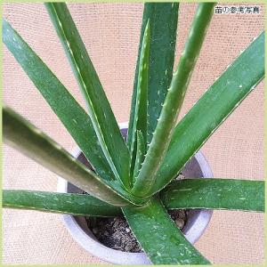 アロエベラの苗の詳細画像1