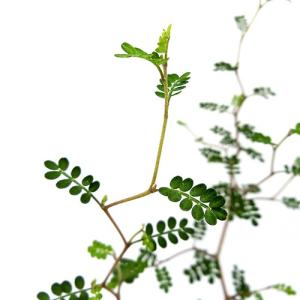 DAIM(第一ビニール) グリーン鉄線 (10本入りパック) 直径3.2mm×90cm
