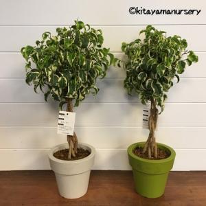カシワバゴム（フィカス・リラータ）斑入り 3号ポット Ficus lyrata
