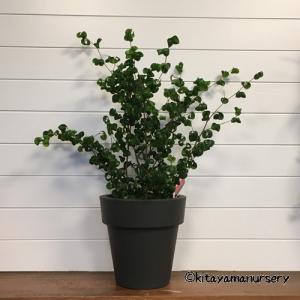カシワバゴム（フィカス・リラータ）斑入り 3号ポット Ficus lyrata