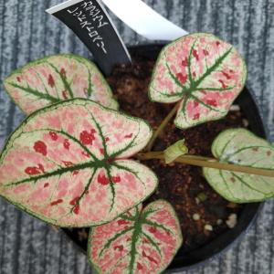観葉植物 スキンダプサス オルモストシルバー Scindapsus pictus