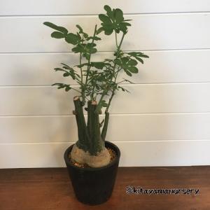 [多肉植物]アデニア・グラウカ[現品]の詳細画像1