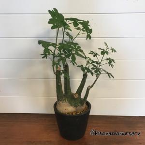 [多肉植物]アデニア・グラウカ[現品]の詳細画像2