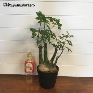 [多肉植物]アデニア・グラウカ[現品]の詳細画像3