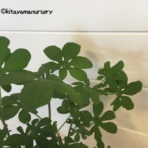 [多肉植物]アデニア・グラウカ[現品]の詳細画像4