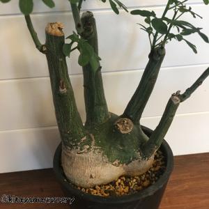 [多肉植物]アデニア・グラウカ[現品]の詳細画像5
