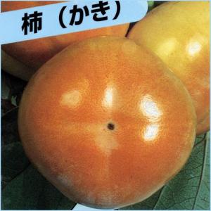 甘柿(カキ)苗木 次郎柿の商品画像