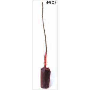 甘柿(カキ)苗木 次郎柿の詳細画像1