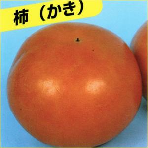 甘柿(カキ)苗木　水島柿｜hanaikushop