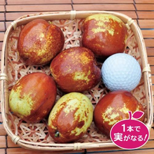 ナツメ苗木　大実ナツメ　