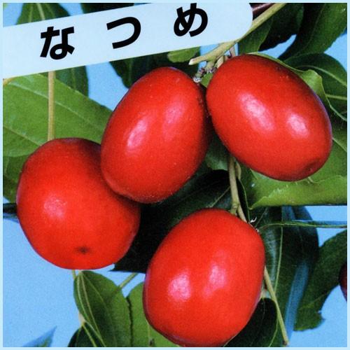 ナツメ苗木