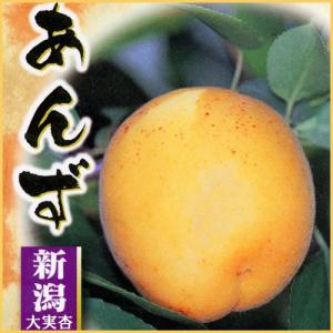 □優良2年生大苗□ アンズ 苗木 【新潟大実あんず】 2年生大苗 接ぎ木