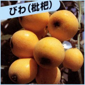 枇杷(びわ)苗木　田中
