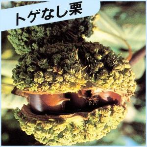 栗(クリ)苗木 トゲなし栗