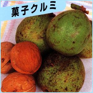 菓子クルミ　苗木　果樹 1.6メートル 楽天市場】◇送料無料◇ くるみ 苗木 【菓子クルミ】 1年生苗 （ニーム