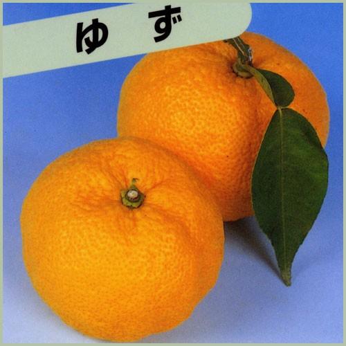 花柚子の苗木　一才柚子（ゆず）