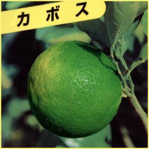 山野草・高山植物の苗 日本熊谷草（クマガイソウ） : 植物・園芸専門店