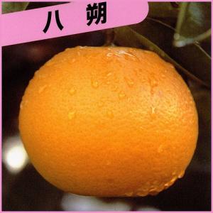 はっさく 苗木 【紅八朔 （べにはっさく）】 3年生 接ぎ木 約1.0m 大苗