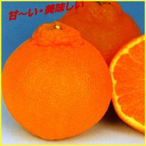 不知火】 柑橘大苗 5年生接木苗 雑柑 ※納期指定:発送予定2026年3