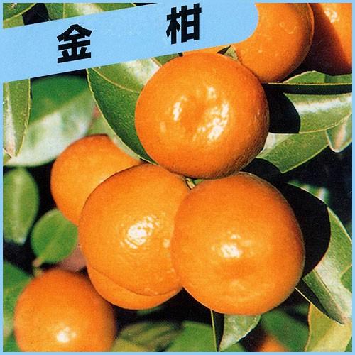 柑橘類の苗木　大実金柑（キンカン）・福寿