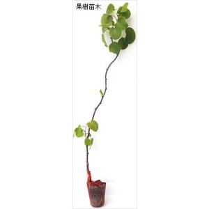 キウイフルーツ苗木(受粉用オス) 孫悟空の詳細画像1