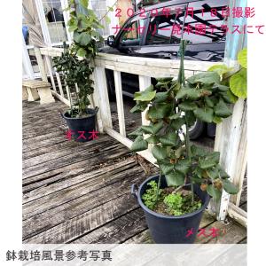 キウイフルーツ苗木(受粉用オス) 孫悟空の詳細画像2