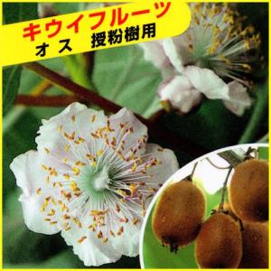 キウイフルーツ：白雪姫 （メス木）：果樹苗 白皮キウイ（緑果肉