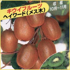 キウイ 苗木 トムリ (オス) 12cmポット苗 苗 キウイフルーツ : 苗通販