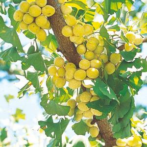 イチョウ・銀杏(ぎんなん)苗木　藤九郎｜植物・園芸専門店 花育通販Yahoo!店