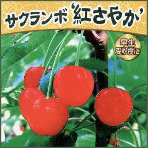 さくらんぼ 苗木 【紅秀峰 （べにしゅうほう）】 3年生 接ぎ木 約1.3m